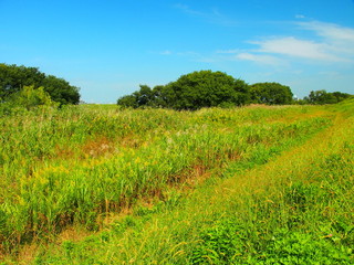 背高泡立草と荻の茂る河川敷風景