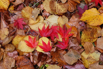 Obraz premium 落葉し雨に濡れた紅葉 Sakata, Yamagata, Japan