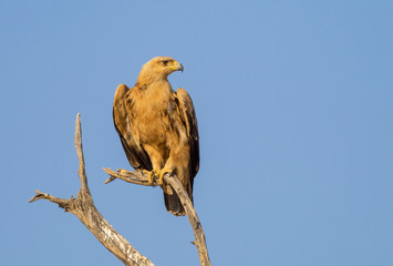 Perched Tawny Eagle