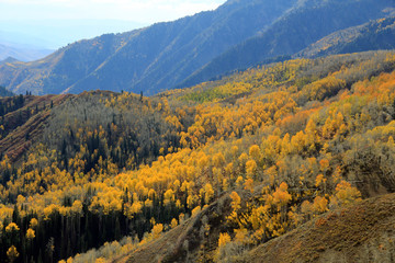 Fototapeta premium Season of yellow