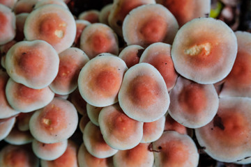 red mushrooms stacking