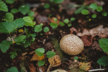 Wild mushroom in the forest 