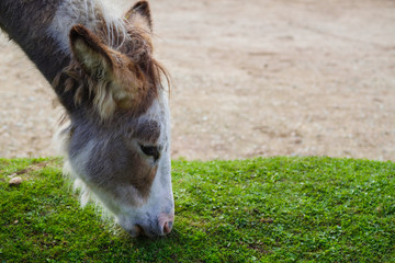 wild donkey eating grass