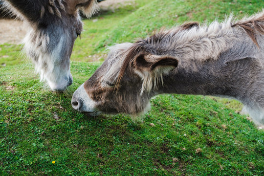 wild donkeys eating grass