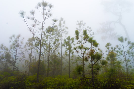 Pine trees and fern in the cold and foggy rain forest, gray sky background. despair or hopeless concept.