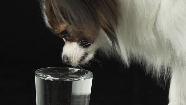 Beautiful young male dog Continental Toy Spaniel Papillon drinks clean water from a glass on black background slow motion stock footage video