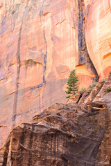 A lone tree grows on the cliffside in Zion national park