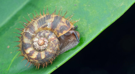 Borneo Hairy Snail