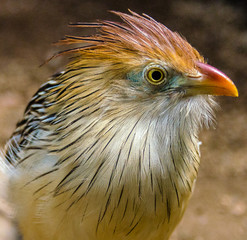 Striking Orange , White and Blue Plumage on a Closeup Portrait of a Guira Cuckoo Against an Earth Toned Background