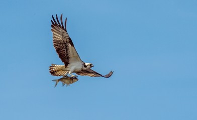 Osprey (Pandion haliaetus) carrying fish in talons in flight