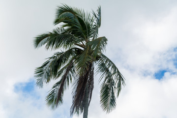 Fototapeta na wymiar Palm Tree Hawaii 