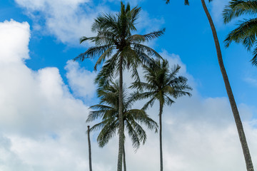 Palm Tree  Hawaii 