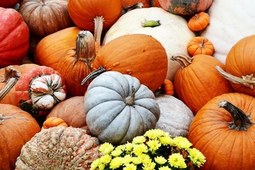 white and orange tiny and giant pumpkins  , Halloween fall autumn farm harvest concept , top view...