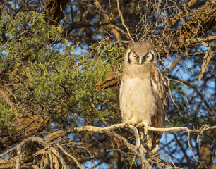 Verreaux's or Giant Eagle Owl