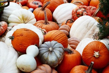 white and orange tiny and giant pumpkins  , Halloween fall autumn farm harvest concept , top view...