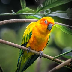  Sun Conure parrot (Aratinga solstitialis) perched on a branch in a tropical forest © mandritoiu