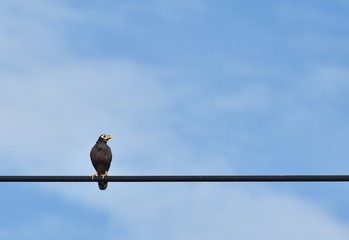 alone bird on electric cable under white cloud and blue sky