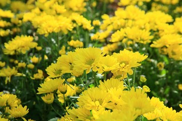 Yellow flowers / Yellow garden flowers