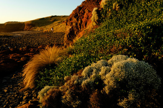 Foreshore at Phillip Island