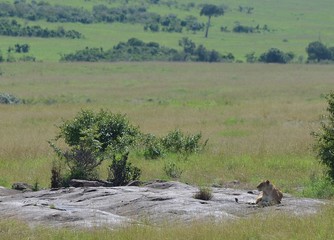 Lionne à la saison des pluies, avec l'immensité de la savane verte du Parc Masaï Mara, au Kenya