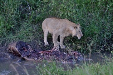 Jeune lion mâle et hippopotame mort, Parc Masaï Mara, Kenya