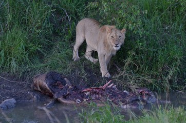 Jeune lion mâle, devant la carcasse d'un hippopotame, Parc Masaï Mara, au Kenya