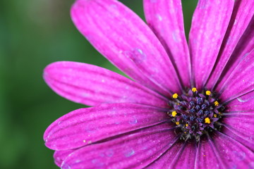 Purple petals