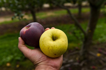 Mccintosh appleas at the farm upstate NY