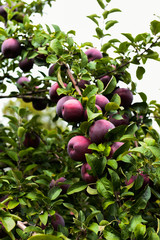 Mccintosh apples at the farm upstate NY