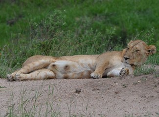 Lionne sur le dos, à la saison des pluies, dans la savane verte du Parc Masaï Mara, au Kenya