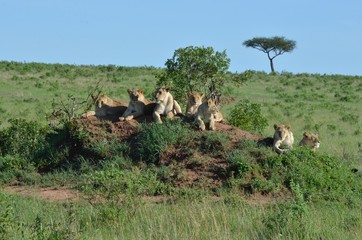 Kenya : Lionnes sur un rocher,  vaste savane verte du Parc Masaï Mara