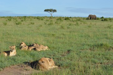 Lionnes avec grand éléphant mâle en arrière plan dans la vaste savane du Parc Masaï Mara, au Kenya
