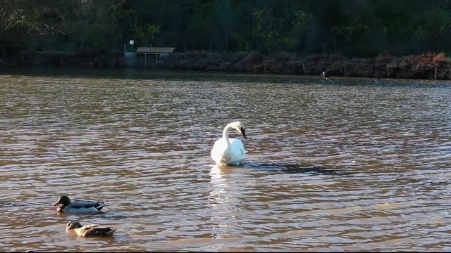 Trumpeter swan preening feathers in water and swimming towards camera in Burlington, Ontario, Canada.