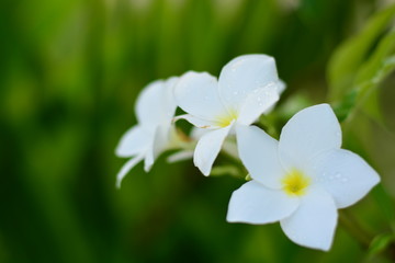 Obraz na płótnie Canvas Flowers