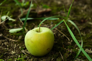 Green Apples on the ground at the farm upstate NY