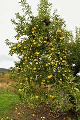 Fototapeta na wymiar Apples at the farm upstate NY