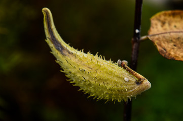 decorative plant seeds at the fall time