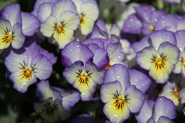 Little purple pansies