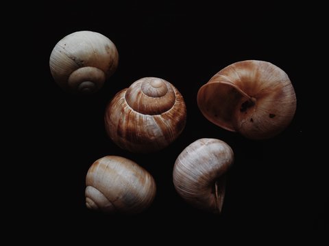 five snail shells on black background