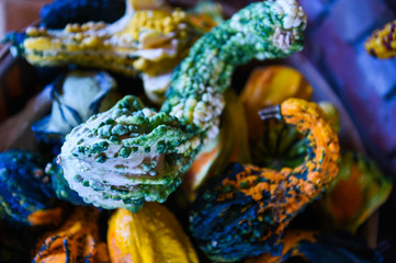 Pumpking picking for thanksgiving day upstate New York at the farm