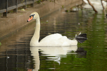 Swan floating on the lake.