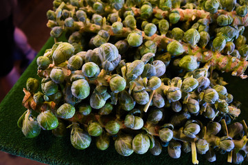 Brussel cabbage on shell for saile