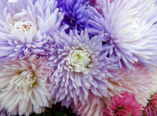 Aster flowers background