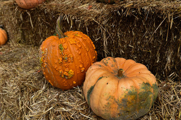 Pumpking picking for thanksgiving day upstate New York at the farm