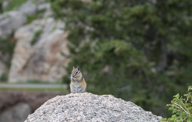Chipmunk enjoying a sunflower seed