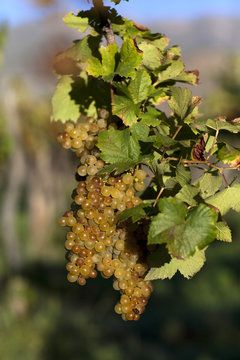 Torrentes Grapes On Vine In Argentina