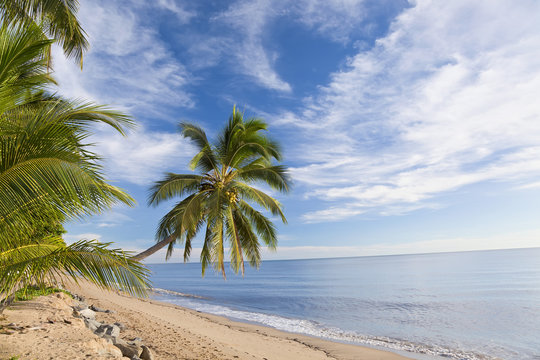 Hanging palm tree, Holloways Beach, Cairns, Queensland, Australia