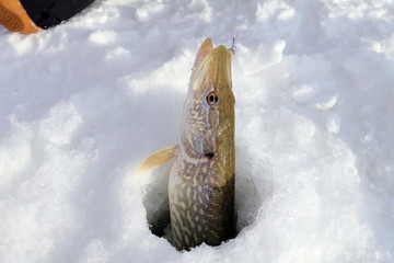 Ice fishing. Pike in the hole
