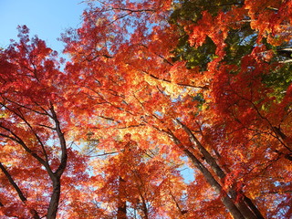 紅葉11月１