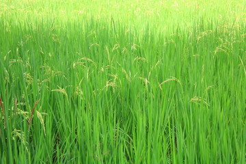 Rice field